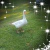 judysightler